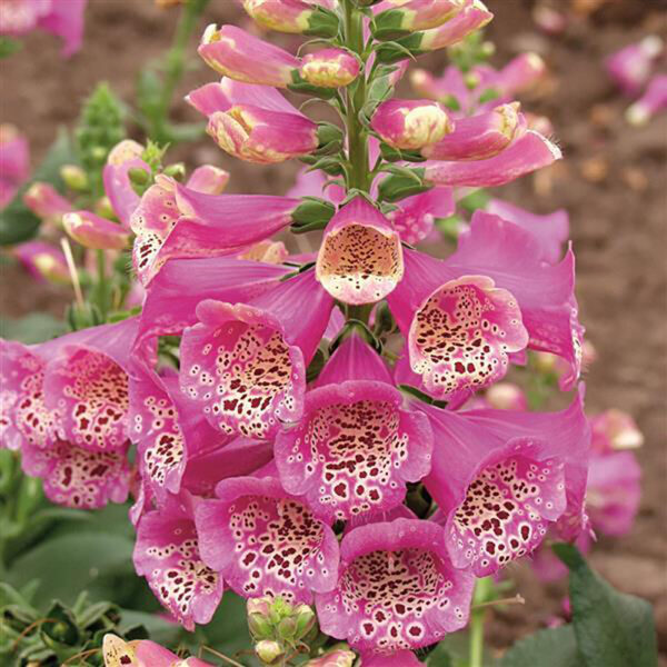 Digitalis purp. 'Camelot Rose'