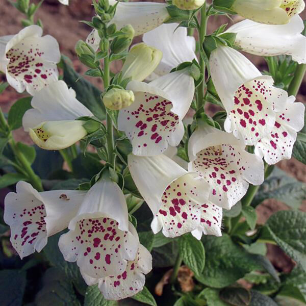 Digitalis purp. 'Camelot White'