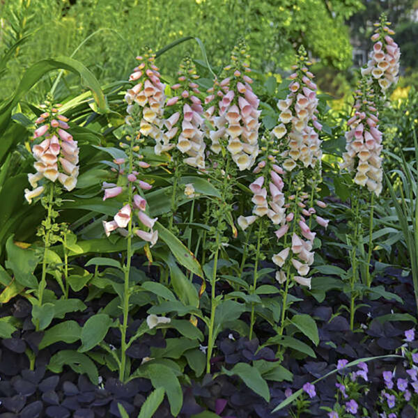 Digitalis purp. 'Dalmatian Peach'