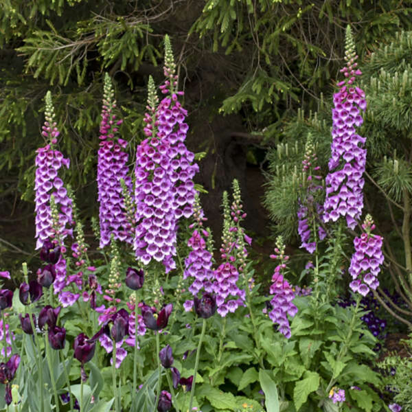 Digitalis purp. 'Dalmatian Purple'