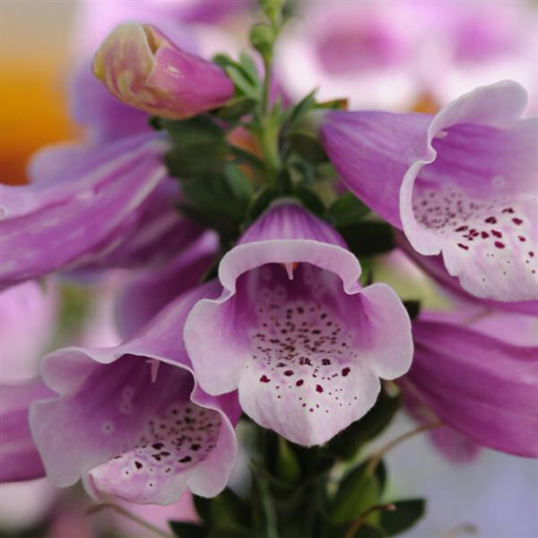 Digitalis purp. 'Dalmatian Rose'