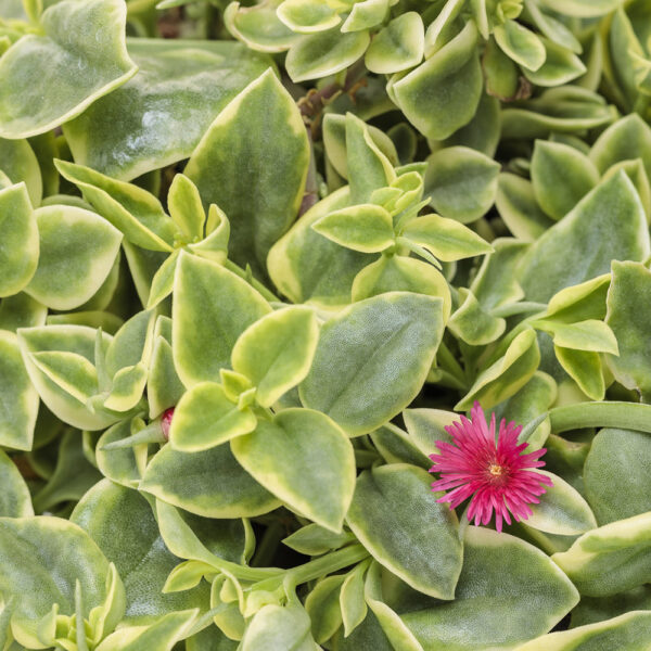 Aptenia Mezoo™ Trailing Red