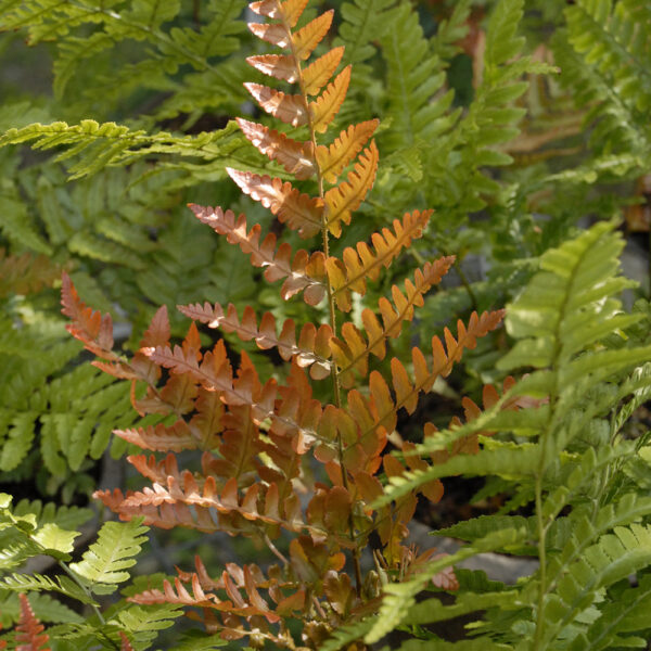 Dryopteris ery. 'Brilliance'