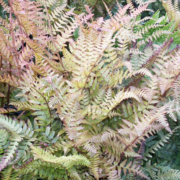 Dryopteris erythrosora