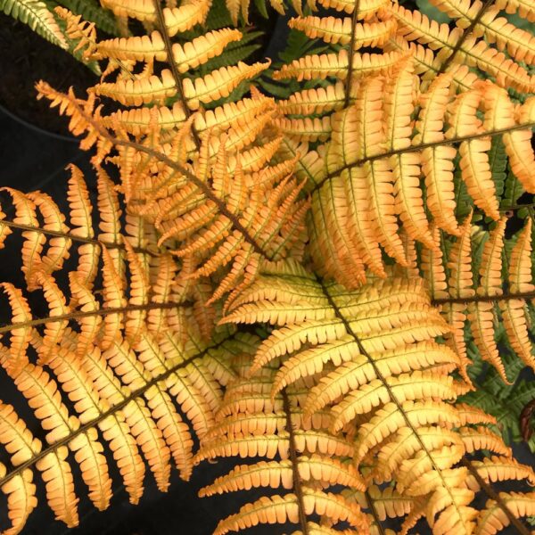 Dryopteris wal. Jurassic Gold