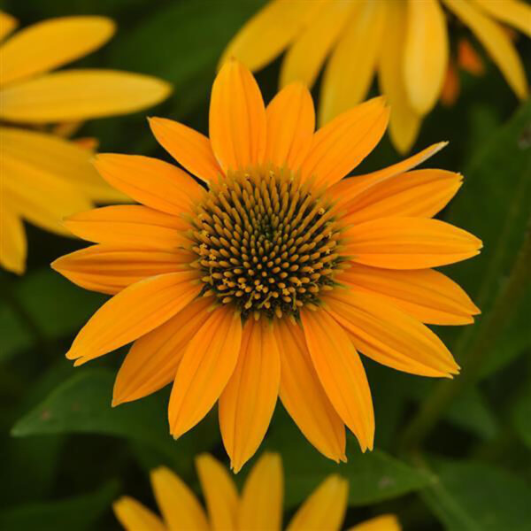 Echinacea Artisan™ Yellow Ombre
