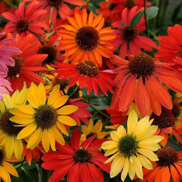 Echinacea 'Cheyenne Spirit'