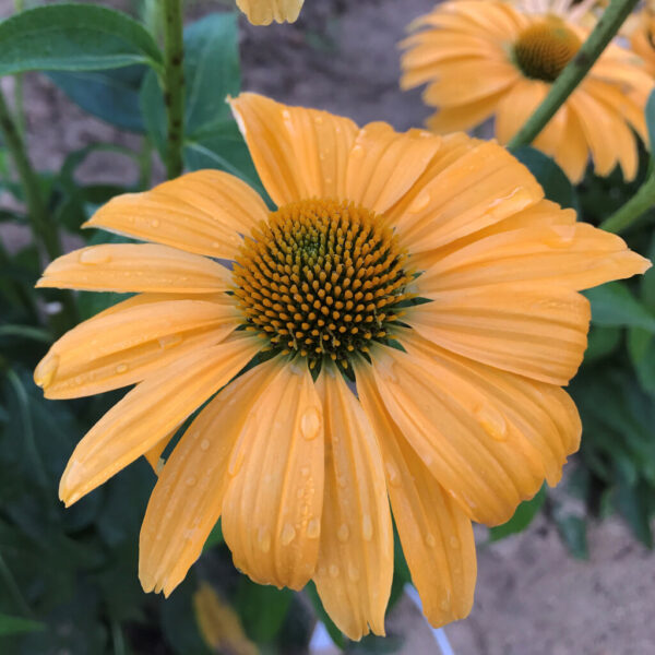 Echinacea Color Coded® 'One in a Melon'