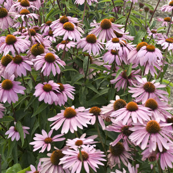 Echinacea 'Magnus'