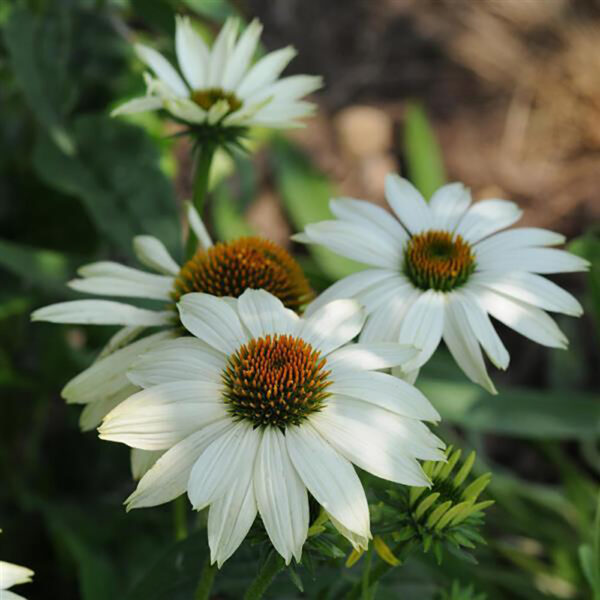 Echinacea PowWow™ White