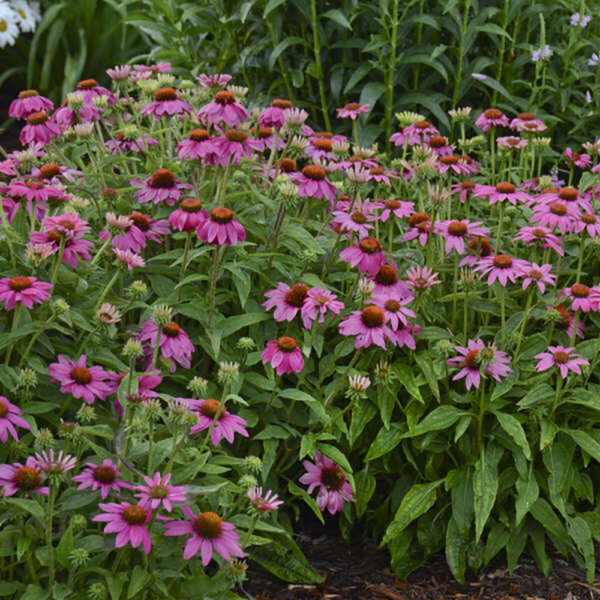 Echinacea PowWow™ Wild Berry