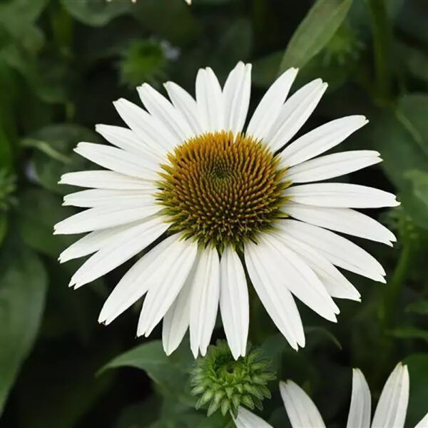 Echinacea Sombrero Poco™ White