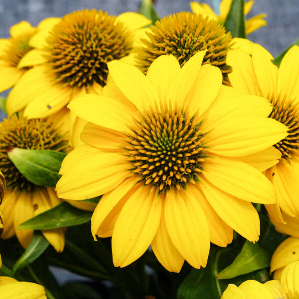 Echinacea Sombrero Poco™ Yellow