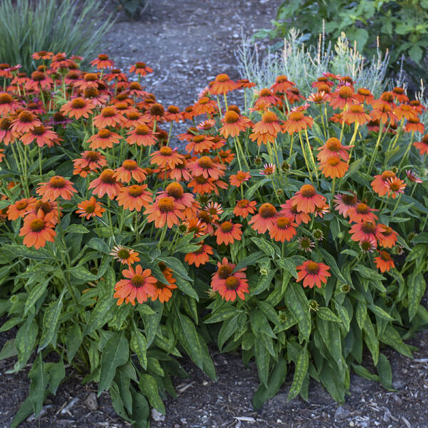 Echinacea Sombrero® Adobe Orange