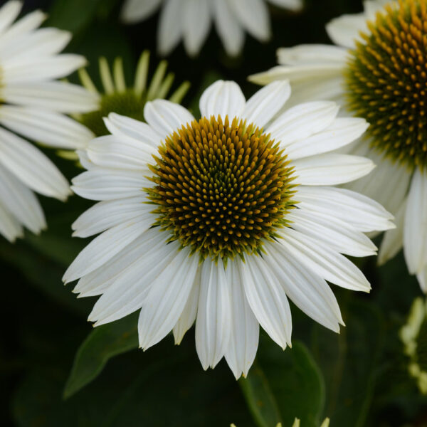 Echinacea Sombrero® Blanco