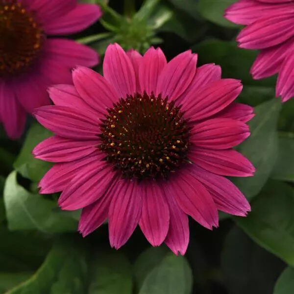 Echinacea Sombrero® Fuchsia Fandango