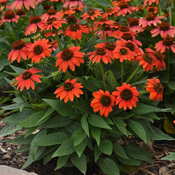 Echinacea Sombrero® Hot Coral