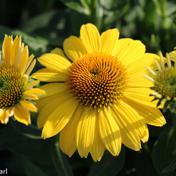 Echinacea Sombrero® Lemon Yellow