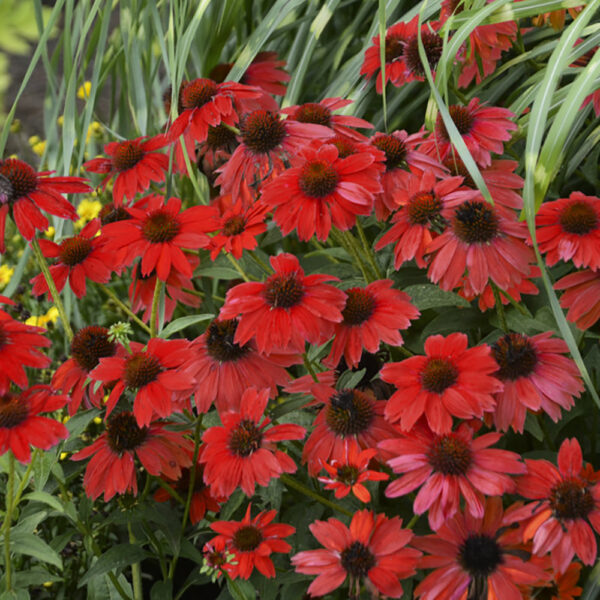 Echinacea Sombrero® Salsa Red