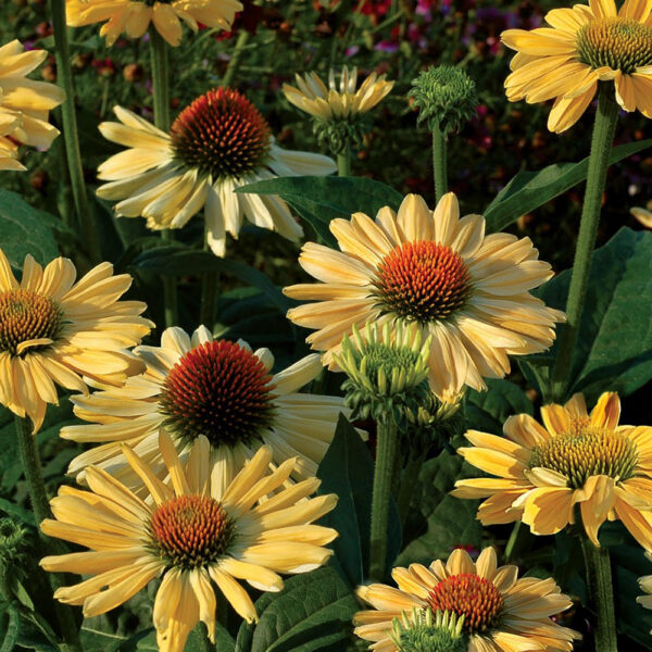 Echinacea 'Aloha'