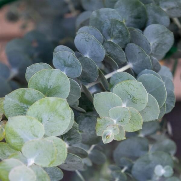 Eucalyptus 'Baby Blue Bouquet'