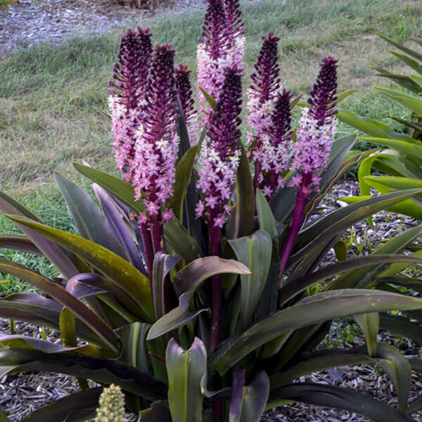 Eucomis 'Safari Adventure'