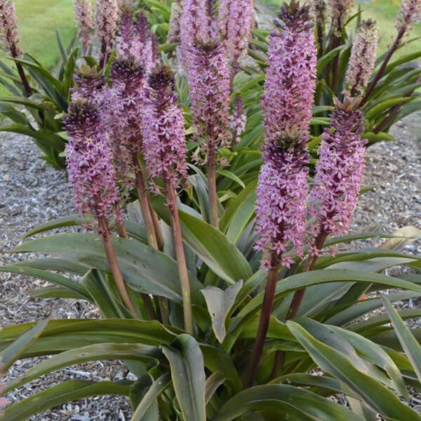 Eucomis 'African Night'