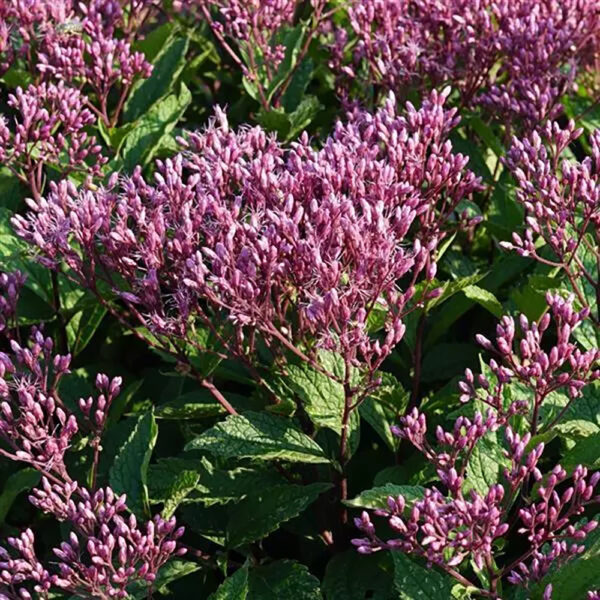 Eupatorium pur. Euphoria™ Ruby