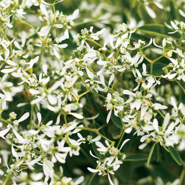 Euphorbia Diamond Frost®