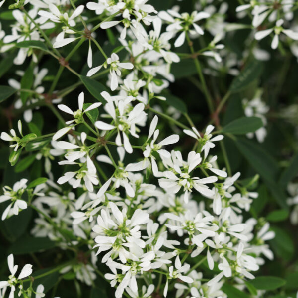 Euphorbia Diamond Snow™