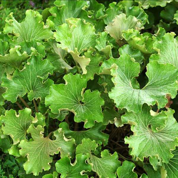 Farfugium jap. 'Crispatum'
