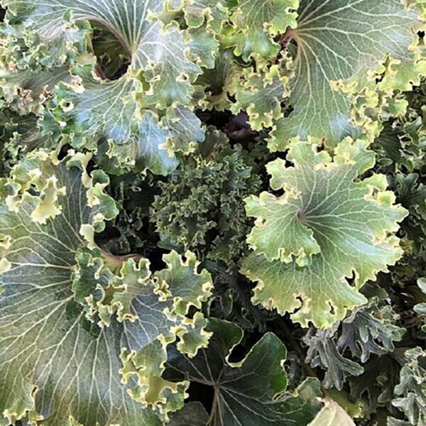 Farfugium jap. 'Shishi Botan'