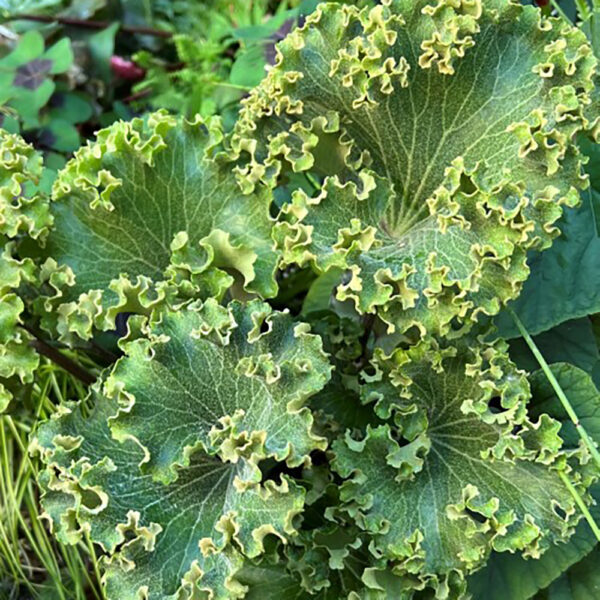 Farfugium jap. 'Wavy Gravy'