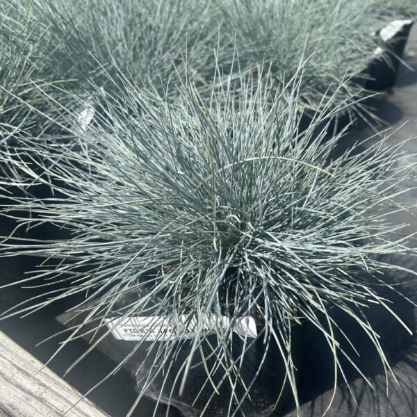 Festuca gla. 'Elijah's Blue'