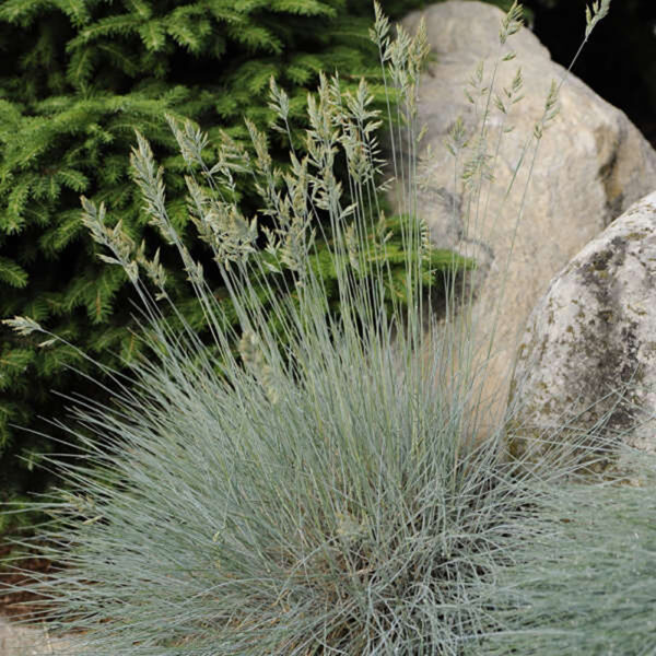 Festuca gla. 'Elijah's Blue'