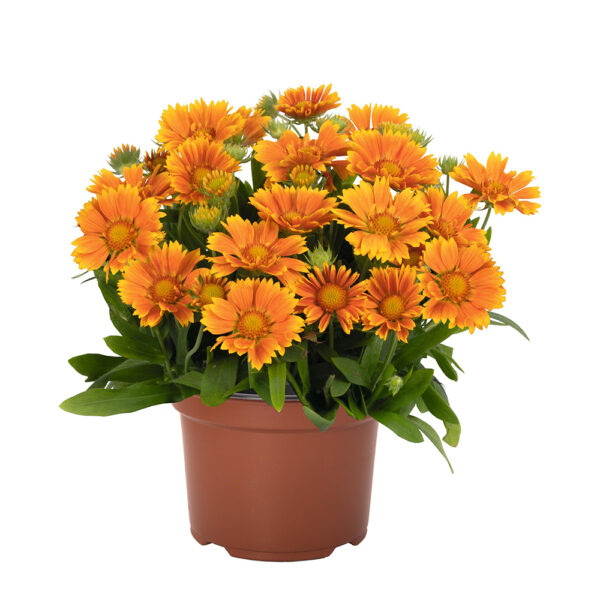 Gaillardia ari. SpinTop™ Mango