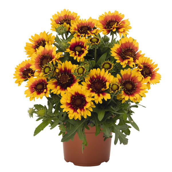 Gaillardia ari. SpinTop™ Red Starburst