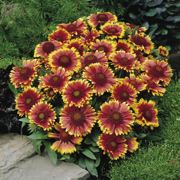 Gaillardia x 'Arizona Sun'