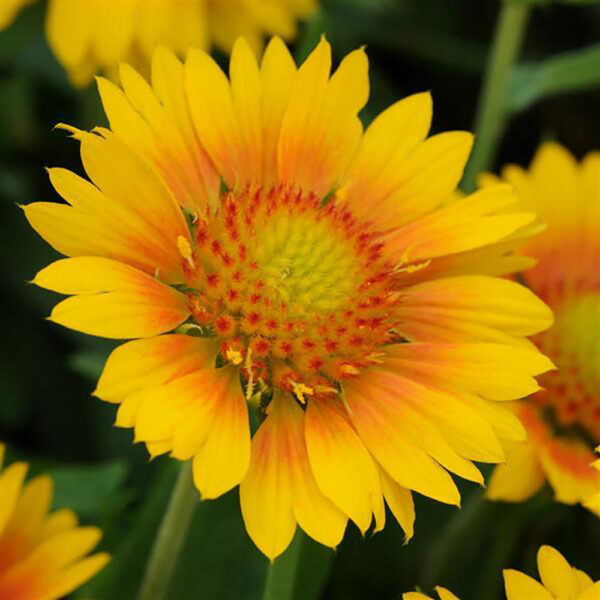 Gaillardia x gran. Mesa™ Peach