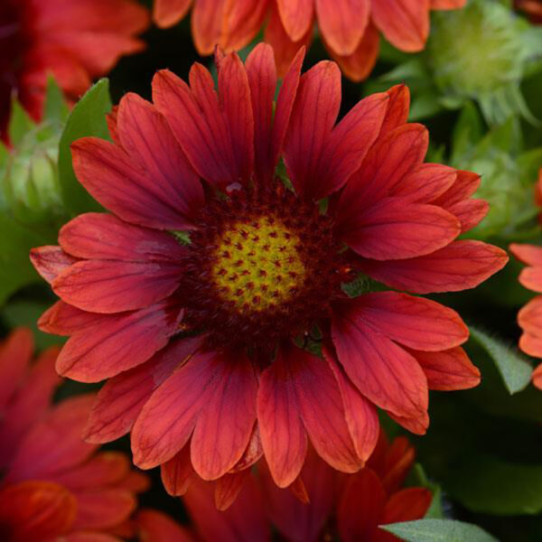 Gaillardia x gran. Mesa™ Red