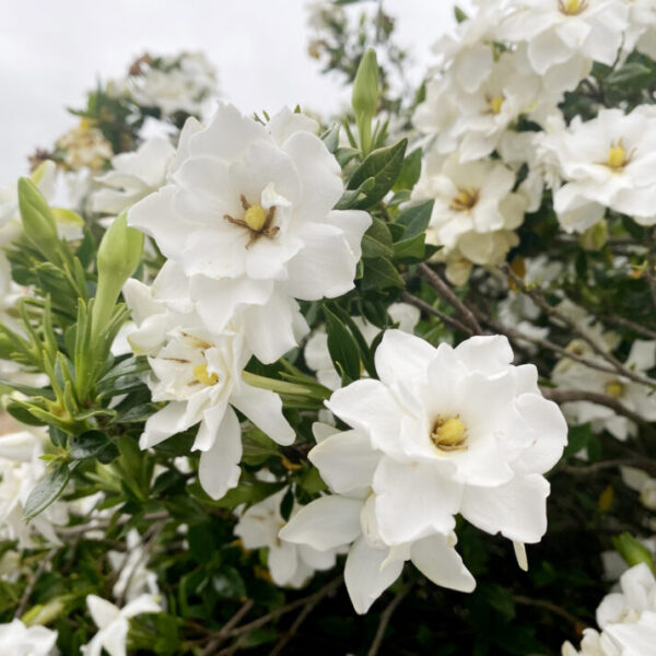 Gardenia jas. Big Beauty™