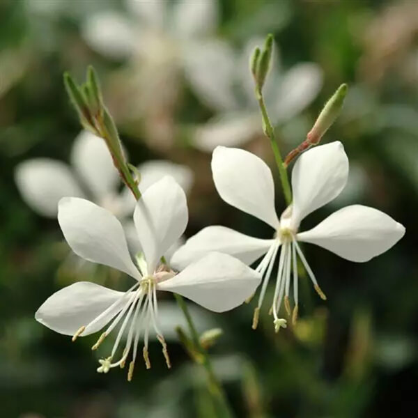 Gaura lind. Ballerina™ White