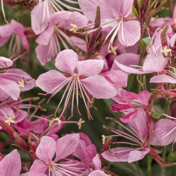 Gaura lind. Karalee® Petite Pink 'Star Pink'