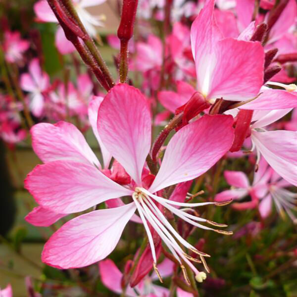 Gaura lind. 'Little Janie'
