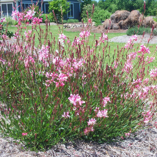Gaura lind. 'Siskiyou Pink'