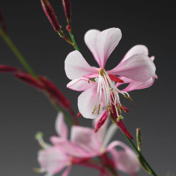Gaura lind. Stratosphere™ Pink Picotee