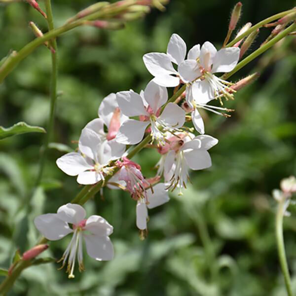 Gaura lind. 'Whirling Butterflies'