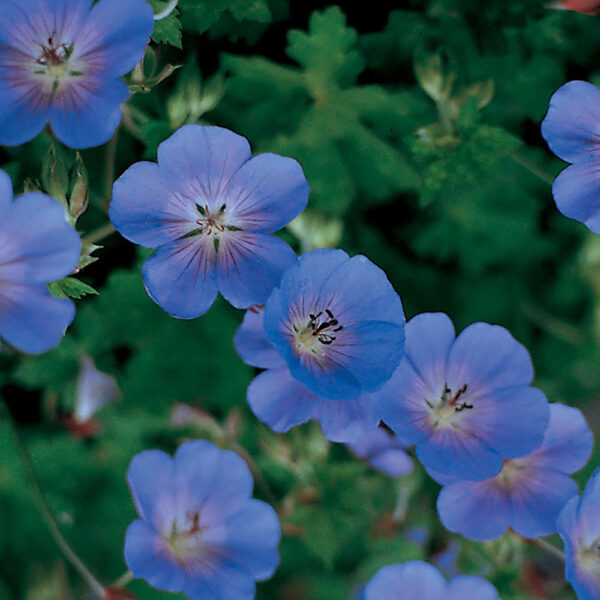 Geranium 'Rozanne'