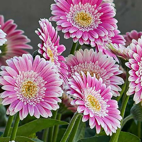 Gerbera Garvinea® 'Sweet Fiesta'