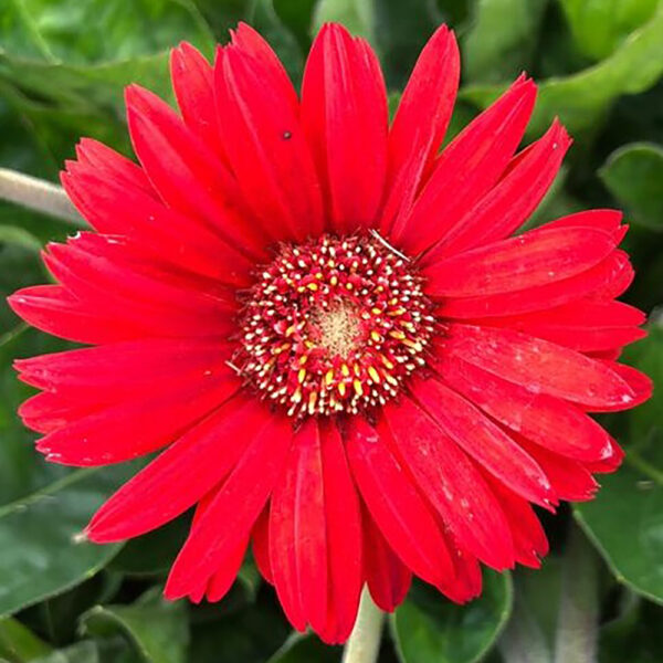 Gerbera Garvinea® 'Sweet Love'